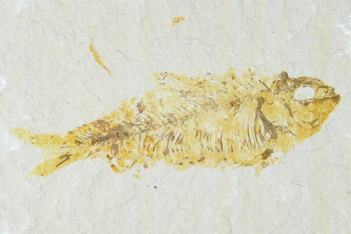 Bargain, Fossil Fish (Knightia) - Wyoming #150372